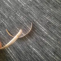 طلا قیمت تابلو