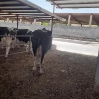 کارگر گاوداری و راننده تراکتور