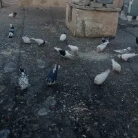 انواع کبوتر با جفتگاه و تمامی وسایل