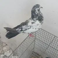 کبوتر