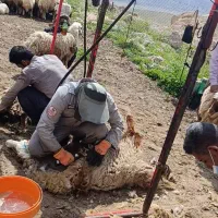 پشم کار با دستگاه پشم چین
