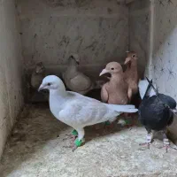 ۶عدد جوجه رنگه ساده زرد نر