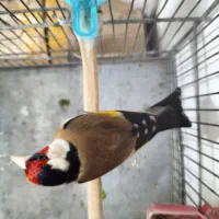 سهره ۱وجبی بخون