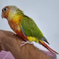 جوجه گرینچیک دستی 45روزه