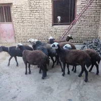 بره ماده