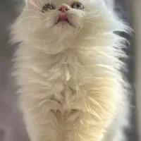 گربه پرشین سوپر فلت دال فیس