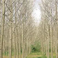 زمین-باغی-با-درخت