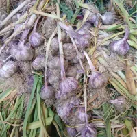 سیر قرمز ۴انگشتی