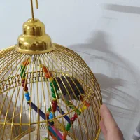 جوجه مینا
