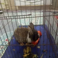 خرگوش به فروش می رسد