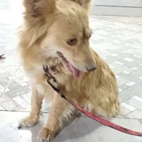 سگ گمشده