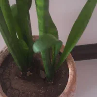 گل سانسوریا