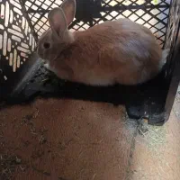 خرگوش ۶۰۰۰۰۰