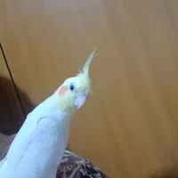 عروس هلندی نر