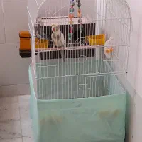 یک جفت عروس هلندی مولد