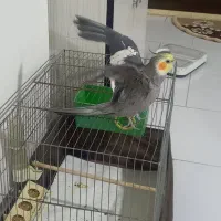 عروس هلندی