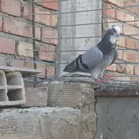 کبوتر خاصا