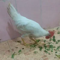 حیوانات مزرعه