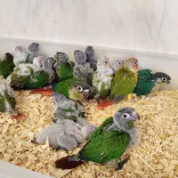 جوجه سرلاکی طوطی(گرینچیک)نر و ماده با تست جنسیت