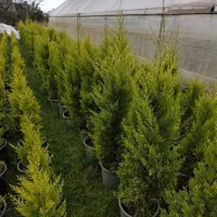 به یک همکار جهت کار در گلفروشی نیازمندیم