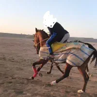 نریون|اسب و تجهیزات اسبسواری|بندرلنگه, |دیوار