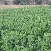 یونجه سبز آماده چیدن