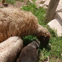 فروش کوسفند