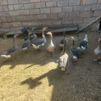 فروش غاز