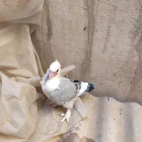 دو عدد جوجه ساتن دون خور یکیش کت سفیده