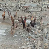 مرغ و خروس