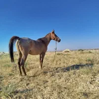 فروش مادیان جوان واصیل