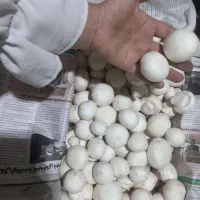قارچ درجه ۱ و ۲