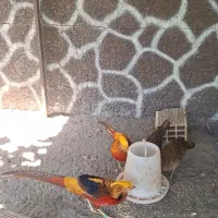 بلژیکی،لیمویی،سیلور