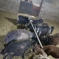 فروش ۱راس بره و۱راس شیشک و۱راس بزغاله نر