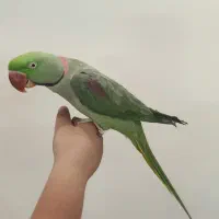 شاه طوطی نر درشت خیلی دستی سخنگو با قفس و پایه