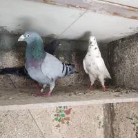 کبوتر