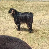 بز نر چاق و نسل دار