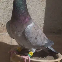 کبوترهفرنگ. پلنگ