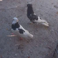 کفتر|پرنده|مشهد, امیرآباد|دیوار