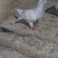 کبوترنروماده کرمونی کاکل|پرنده|تربت‌حیدریه, ۴۵ متری|دیوار