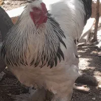 مرغ و خروس برهما