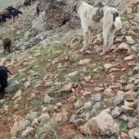 فروشی|سگ|عجب شیر, |دیوار