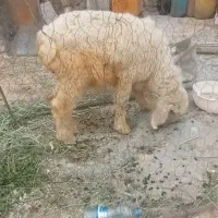 بره ماده فروشی