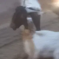 بز بزغاله گوسفندمیش بره