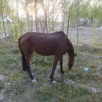 اسب مادیون با کره نر