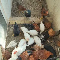 جوجه نیمچه حدودا ۴ماه مرغ خروس بومی گلپایگان وسفید