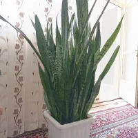گل سانسوریا