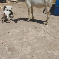 یک راس شاه بز زاییده دورگ پاکستانی دوقلوزا