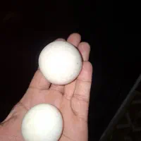 سنگ
