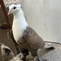 کبوتر گمشده